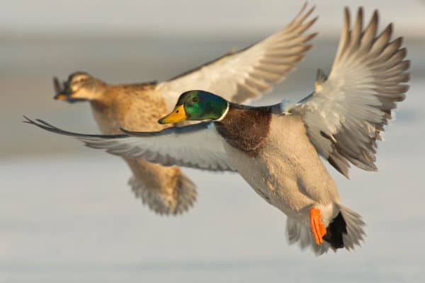 Mallard ducks flying
