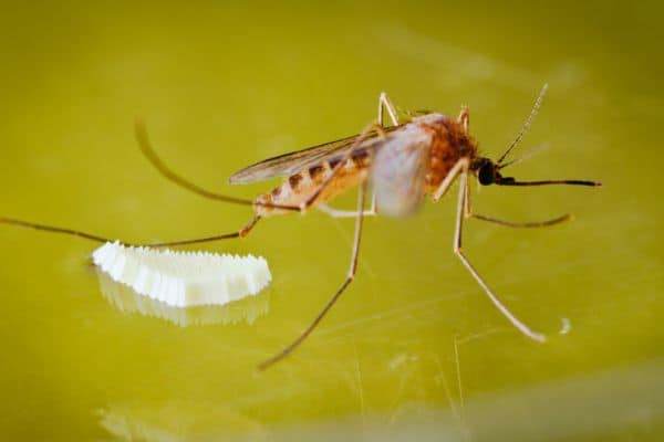Mosquito and egg