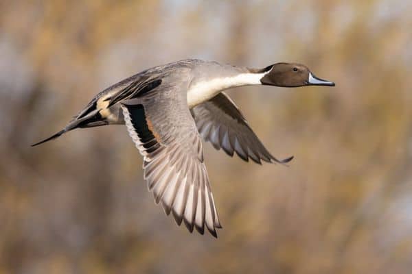 Northern pintail flying