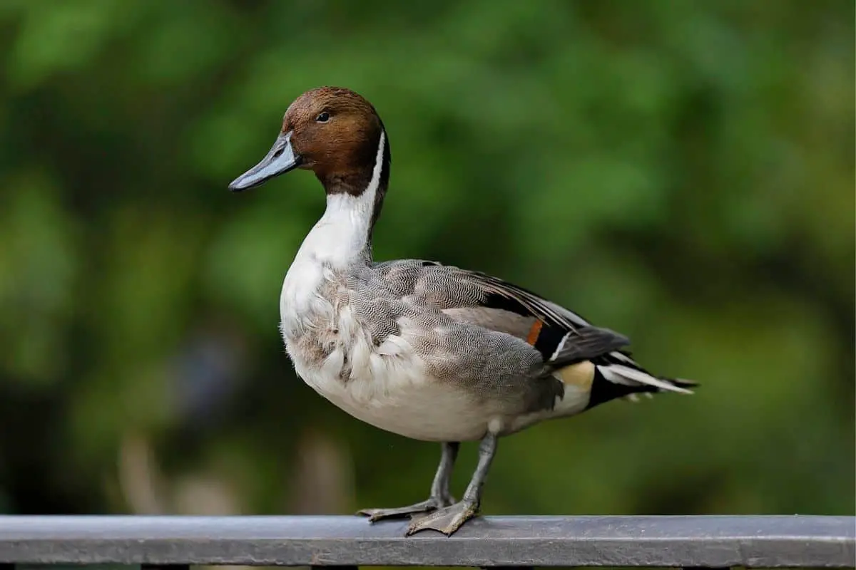 Northern pintail standing
