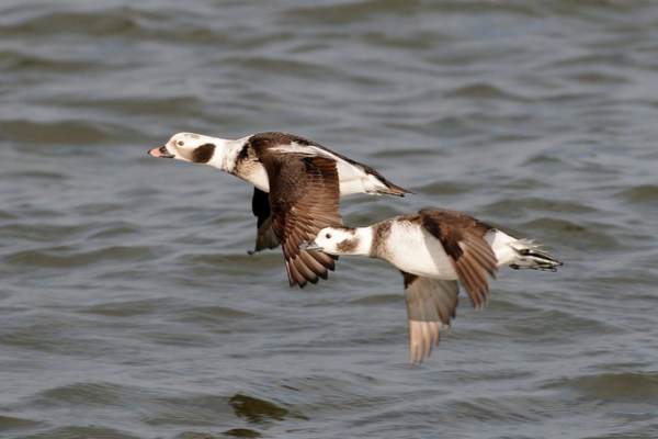 Pair of long-tailed duck in flight