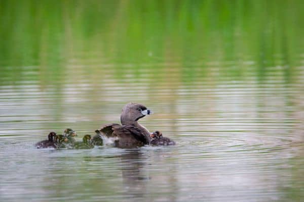 Pied-billed grebe with young