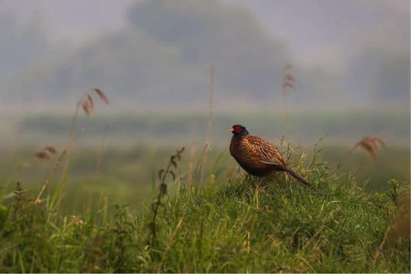 Ring-necked pheasant standing