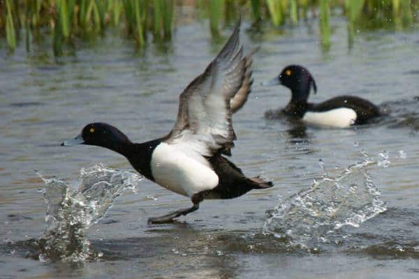 Tufted duck landing on water