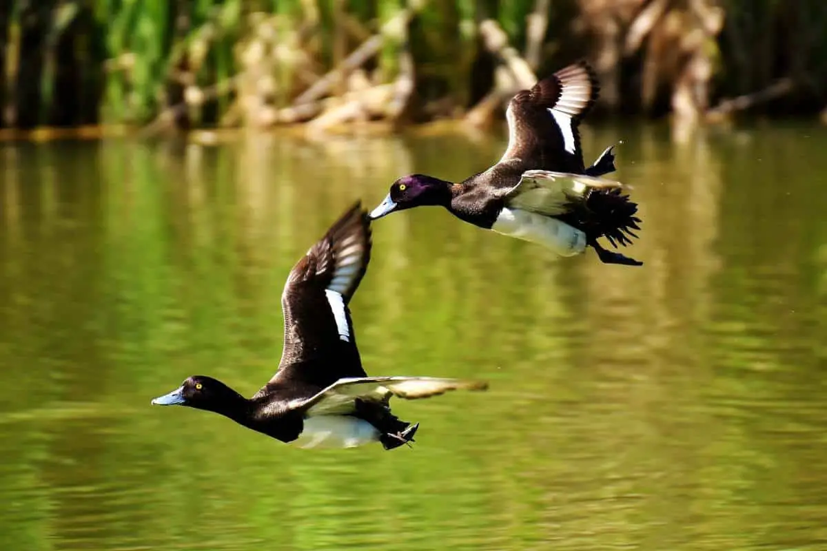 Tufted ducks in flight