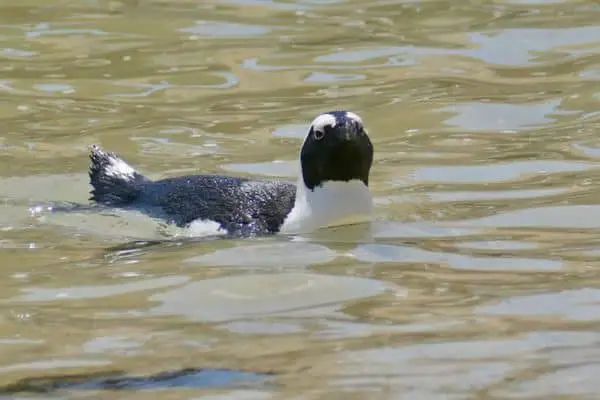 African penguin swimming