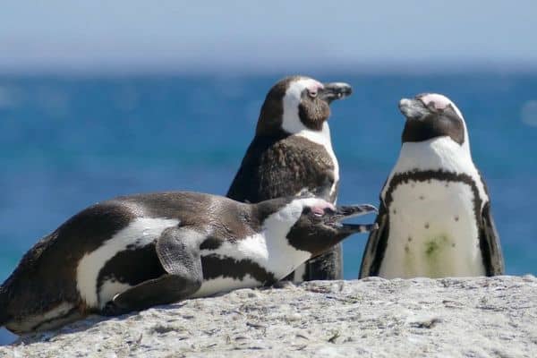 African penguins basking
