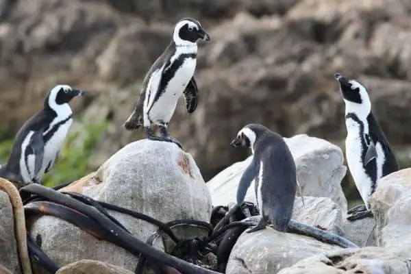 African penguins standing