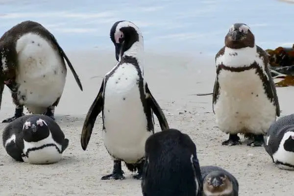 African penguins