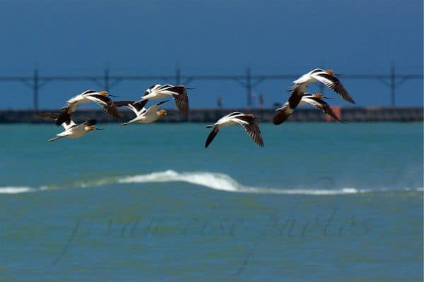 American avocets in flight