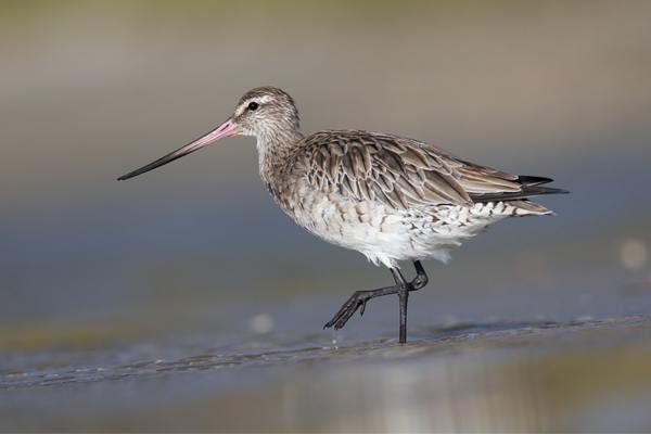 Bar-tailed godwit in the shore