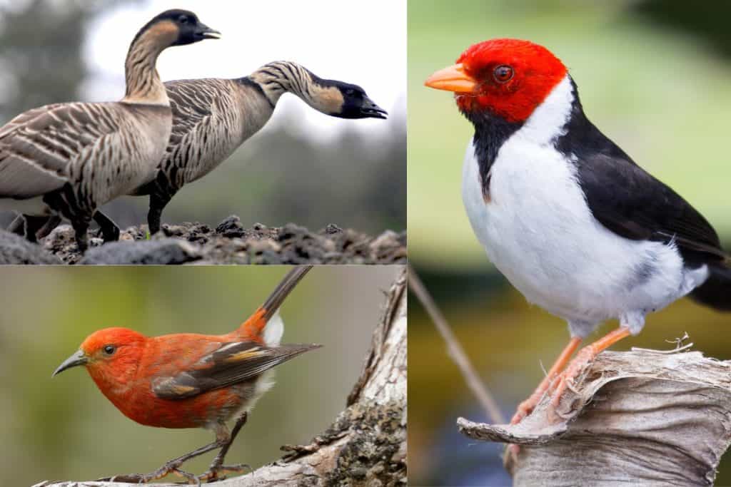 31 Birds on Hawaii’s Big Island (with Photos) Hawaii Bird Guide