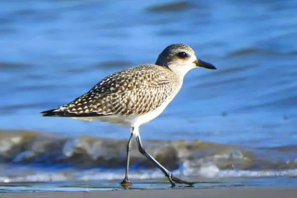 Black-bellied plover on the shore