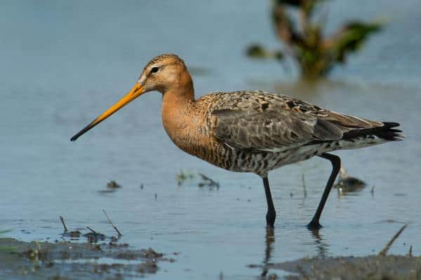 Black-tailed godwit in wetland