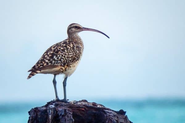 Bristle-thighed curlew standing