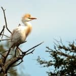 Cattle egret on tree branches