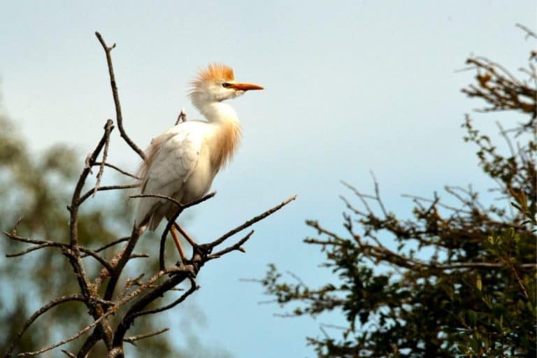 4 Types of Egrets in Hawaii (Pictures) Hawaii Bird Guide