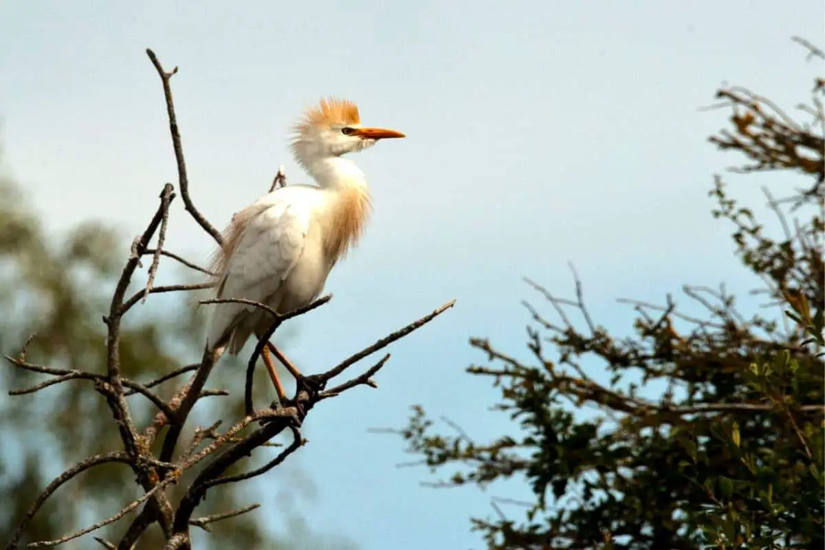 Cattle egret on tree branches