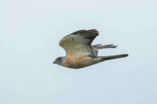 Chinese sparrowhawk flying