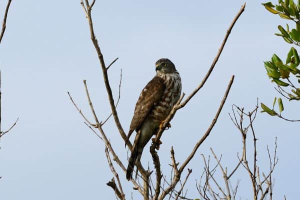 Chinese sparrowhawk on dead branch