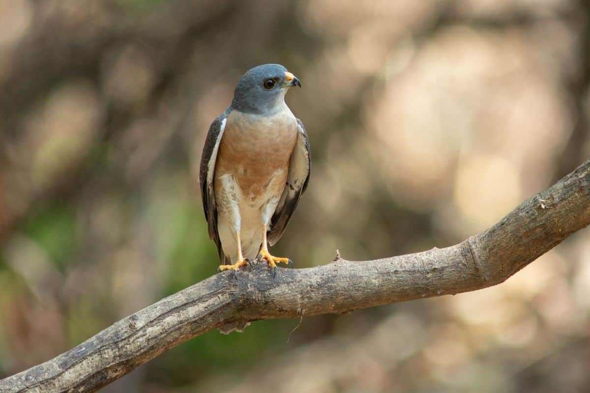 Chinese sparrowhawk perched
