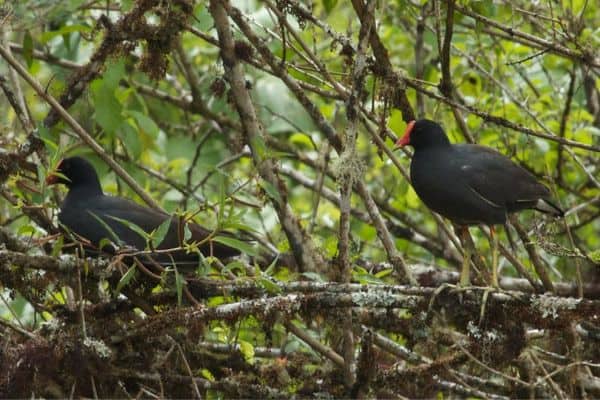 Common gallinules perching