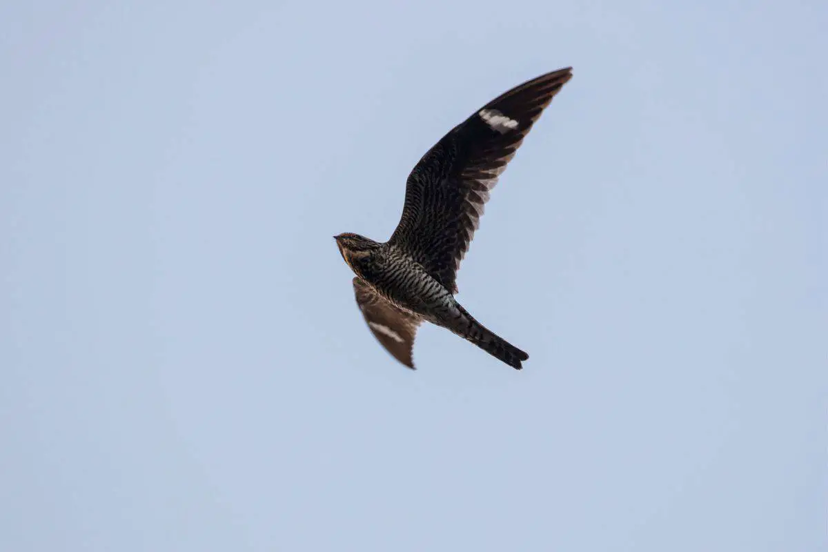 Common nighthawk in flight