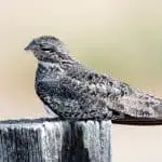 Common nighthawk on a post