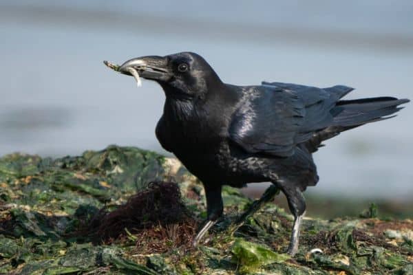 Common raven foraging in seaweed