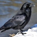 Common raven on snow