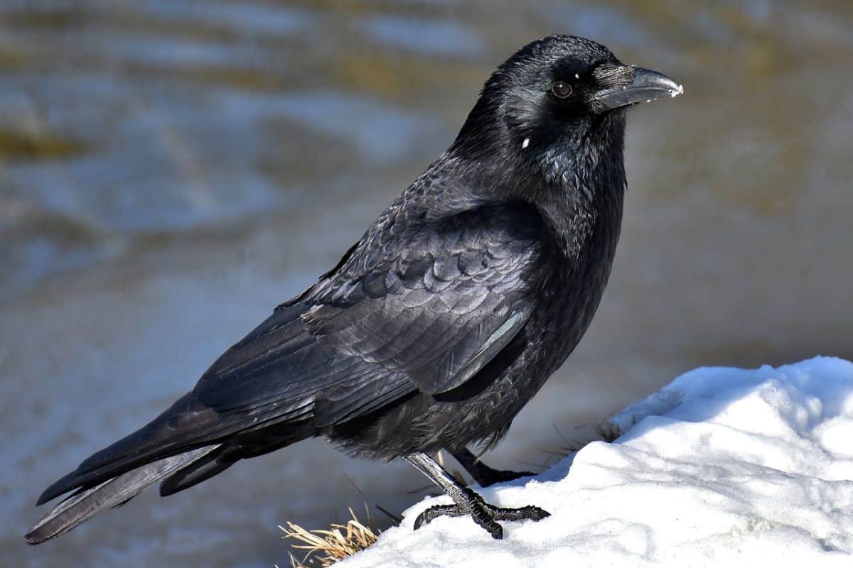 Common raven on snow