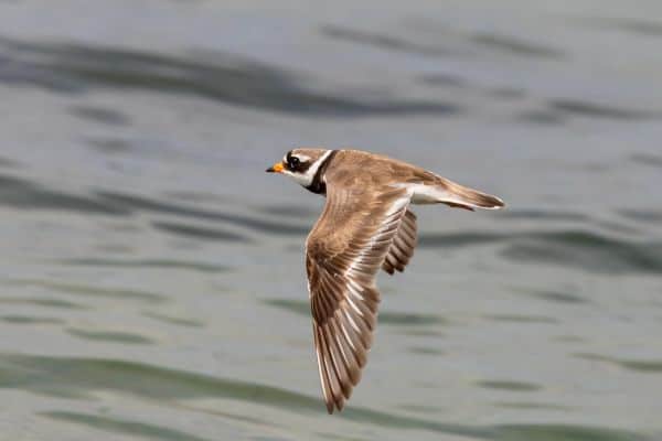 Common ringed plover flying