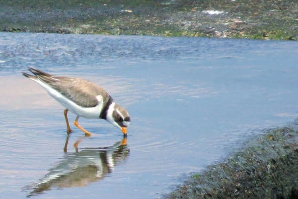 Common ringed plover foraging