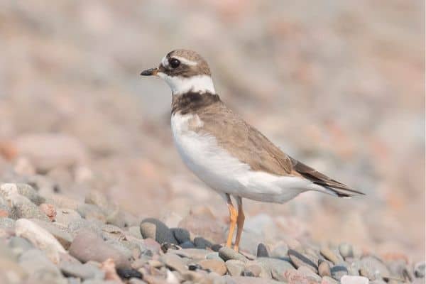 Common ringed plover standing