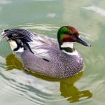 Falcated duck swimming