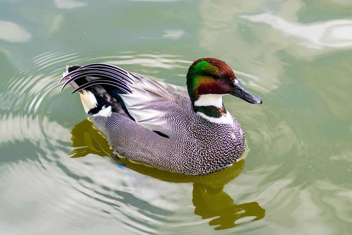 Falcated duck swimming