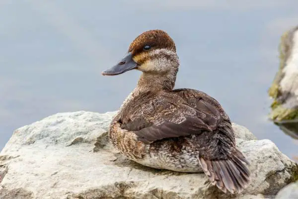 Female ruddy duck