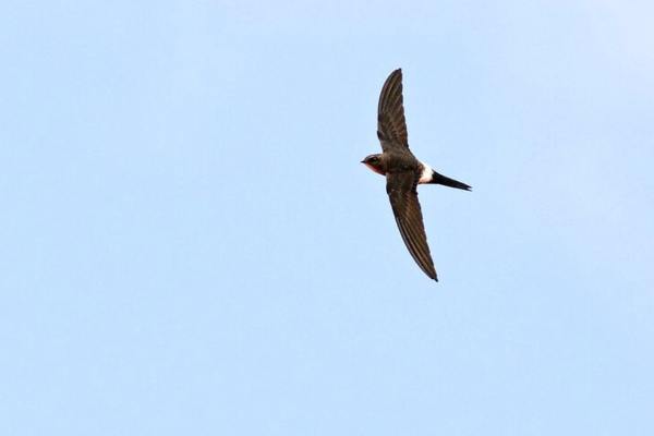 Fork-tailed swift in flight