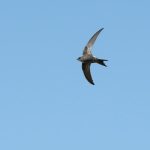 Fork-tailed swift or Pacific swift in flight