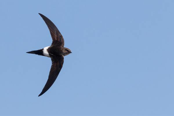 Fork-tailed swift or Pacific swift