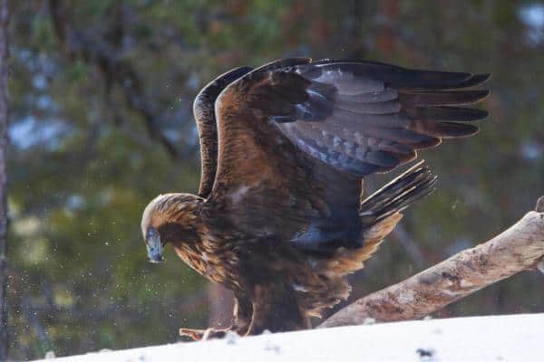Golden eagle spreading its wings