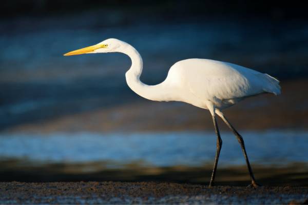 Great egret hunting for food