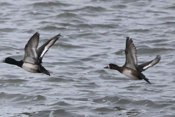 Greater scaups flying