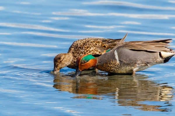 Green-winged teal foraging