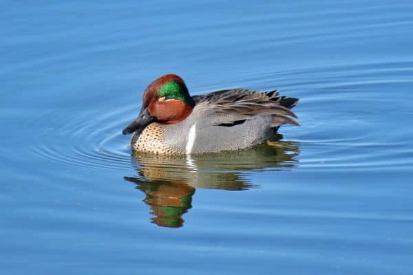 Green-winged teal resting