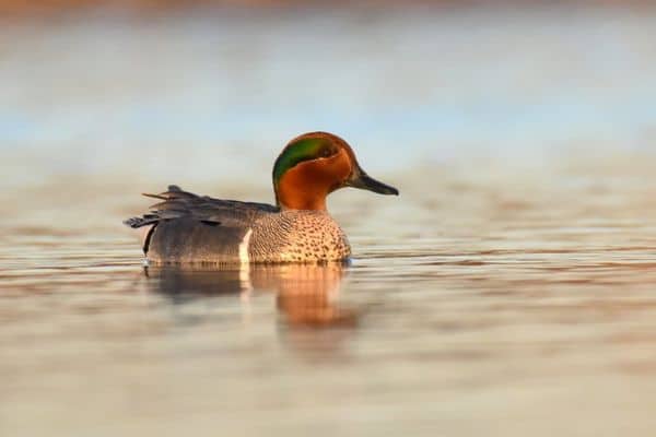Green-winged teal swimming