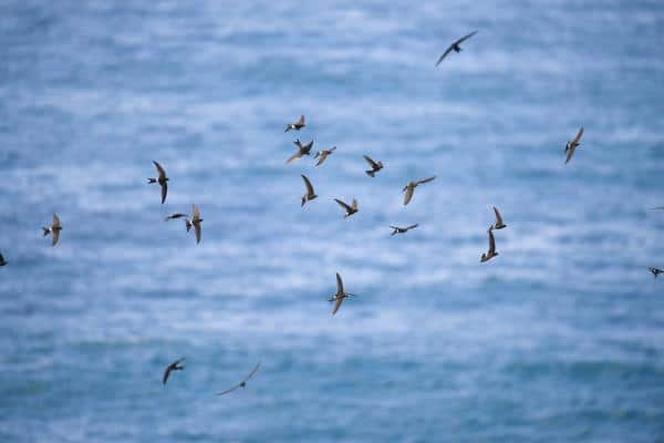 Group of fork-tailed swifts