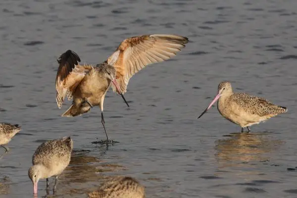Group of marbled godwit foraging