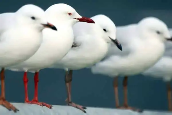 Group of seagulls