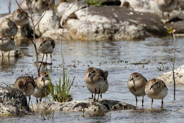 Group of sharp-tailed sandpipers